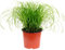 Echtes Katzengras - pflegeleichte Zimmerpflanze, Cyperus alternifolius 'Zumula' - Höhe ca. 30 cm, Topf-Ø 12 cm