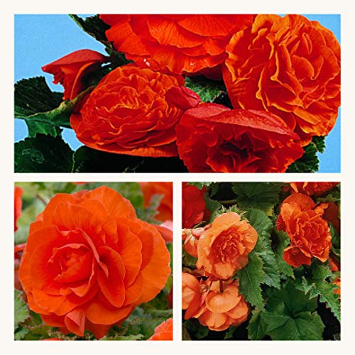 Double Begonia Orange x 3 Corms. Stunning Double Blooms Extra Large Corms Size 7/8