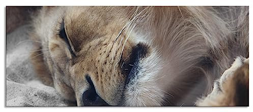 Pixxprint Glasbild Panorama, Wandbild aus Echtglas, schlafender Löwe, 100x40 cm, inkl. Aufhängung und Abstandshalter