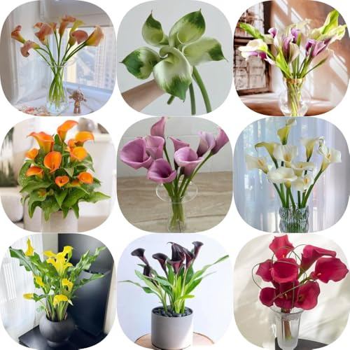 Bulbos de cala - orgánico decoración de sala estar jardín regalos para jardineros variedades antiguas balcón para lugares soleados invernaderos balcón bulbos 5pcs