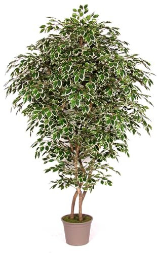 artplants.de Kunststoff Birkenfeige NEVANTA, Echtstämme, grün-weiß, 250cm - Made in Italy - Künstlicher Ficus