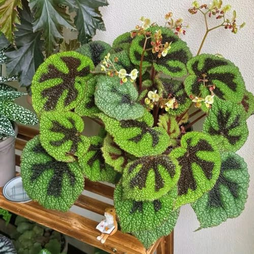 begonie trepadora semi selvatici, semina autunno primavera perenni resistenti, semi selvatici lunghi perenni resistenti 650pcs