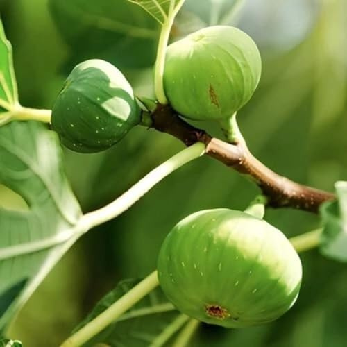 PIANTA DA FRUTTO FICO GENTILE in vaso 20 età 2/3 ann