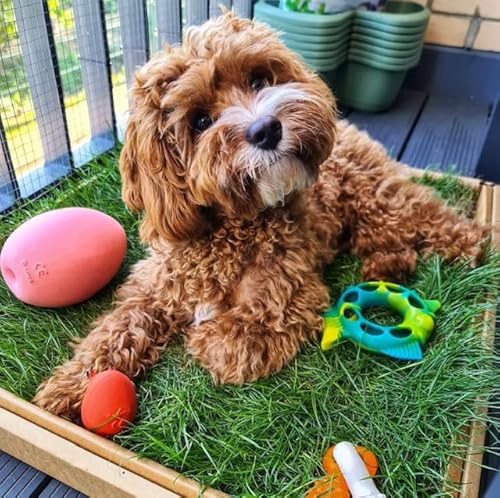 Oui Oui Patch Real Grass Dog Toilet for Puppies | Toilet Train Your Puppy in Just 7 Days | Eco-Friendly, Mess-Free & Convenient | A Natural Alternative to Puppy Pads for Faster, Easier Potty Training