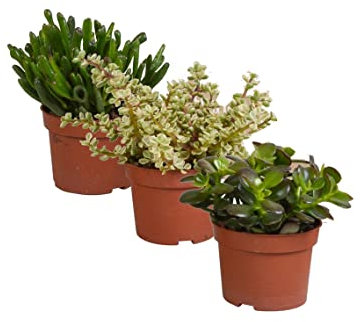 DECOALIVE Plantas Suculentas: Crassula Orejas Shrek, Portulacaria Afra Variegata y Planta de Jade