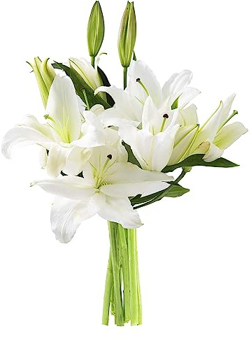 KaBloom - Sympathy Oasis of Comfort Bouquet of 5 White Oriental Lily Without Vase - Fresh Flowers for Birthday, Valentine's & Mother's Day
