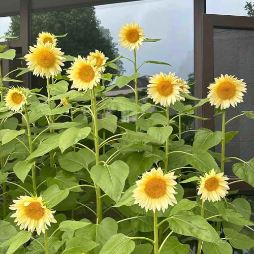 Sonnenblumen, stauden winterhart mehrjährig alte sorten bio sommerblumen wohnzimmer deko schmetterlingswiese bonsai zimmerpflanzen blumensamen gartendeko für draußen blumensamen 250Samen