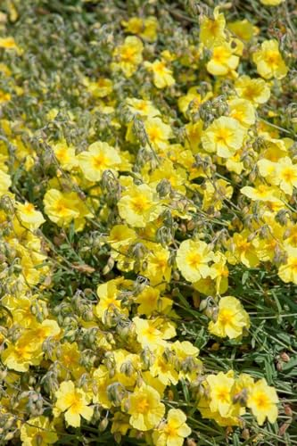 Helianthemum 'Cornish Cream' 9x9 cm Topf – Winterhart, Mehrjährig, Pflegeleicht – Sonnenröschen – Bodendecker für Steingarten & Beet