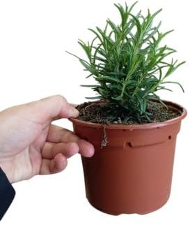 Planta de Romero Mediterráneo Natural Ideal para Huertos y Jardines Aromáticos