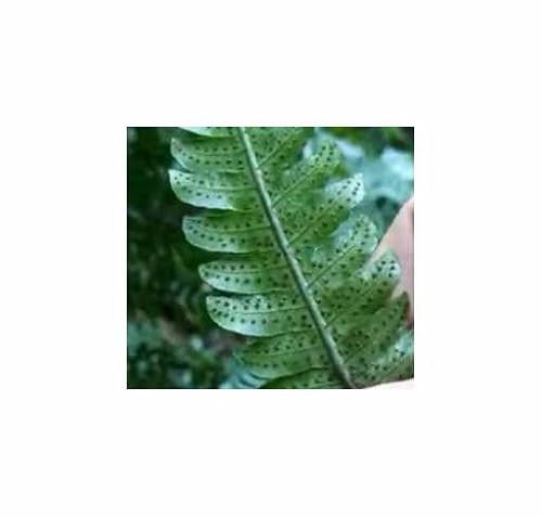 Pcs - 10x Cyathea Delgadii Moyenne Fougère Plante Ornementale Plantes - Graines ID1783 - Seeds & Plants Shop by Ipsa