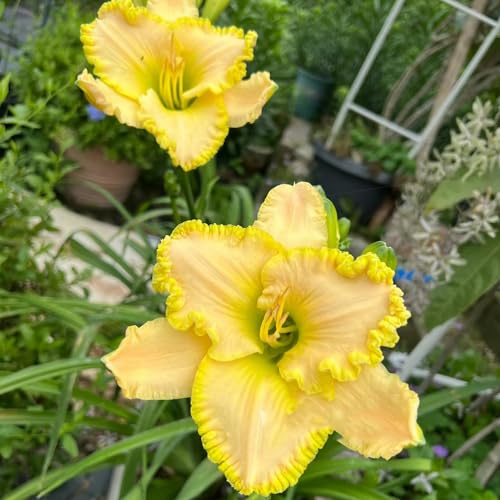 taglilien - wildblumensamen kletterpflanze kräutersamen exotische zimmerpflanzen zimmerpflanze blumensamen gewächshaus balkon steingartenpflanzen topfpflanzen echt bodendecker 20samen