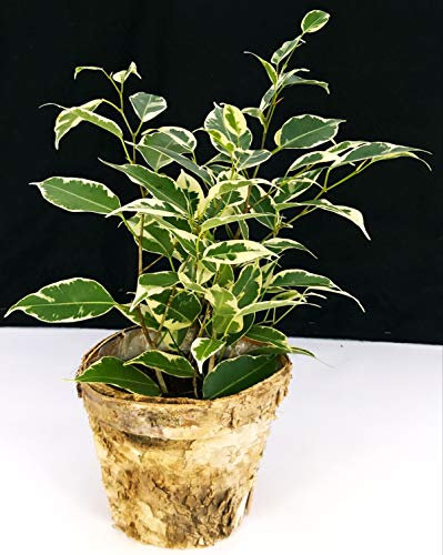 POWERS TO FLOWERS - FICUS BENJAMIN VARIEGATO VASO 11, IN VASO CORTECCIA BETULLA, pianta vera