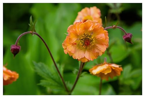 Stauden Gänge 3 x Geum chiloense 'Totally Tangerine' (Winterhart/Stauden/Staude/Mehrjährig/Immergrün) Orange Chilenische Nelkenwurz - Sehr Bienenfreundlich - absolut Pflegeleicht