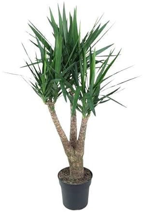 Yucca Elephantipe ramifié, 150 cm, ø 31 cm