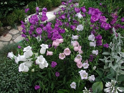 Buy4seeds Flower Canterbury Bells Cup & Saucer Campanula 1600 Seeds Easy to Grow Garden Yard Patio