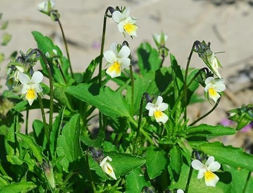 Acker-Stiefmütterchen Viola arvensis - einjährige Wildblume 500+ Samen Ed 080