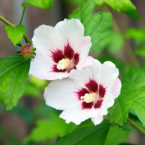 Garteneibisch Hibiscus syriacus Hamabo – Strauch – Blüte Hellrosa – Pflegeleicht – 17cm Höhe 45cm – Für sonnige & halbschattige Standorte – Schmetterlingsfreundlich