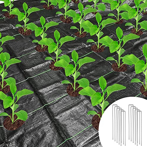 GIONAR 1x10M Weed Control Membrane with Holes, Weed Barrier, Landscape Fabric with Planting Holes, Garden Ground Membrane Mats with 10 Steel Pegs