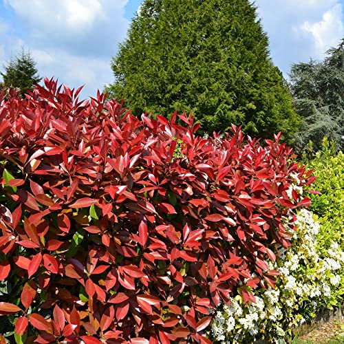 Photinia Red Robin Fotinia Pianta da siepe in vaso h. 20/40 cm Vivaio di Castelletto