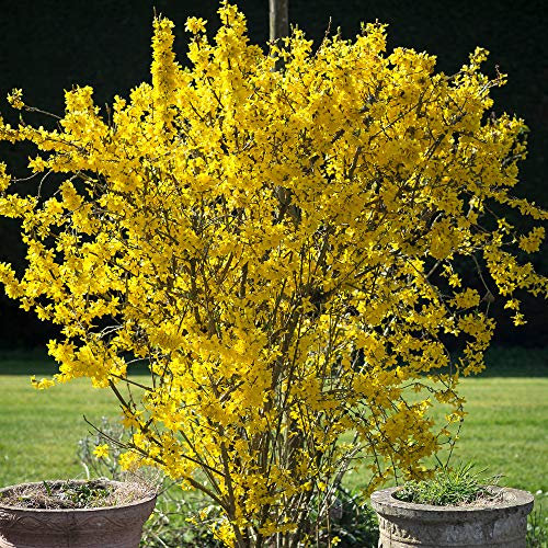 Forsythia Flojor | Deciduous Compact Spring Flowering Garden Shrub in Pot