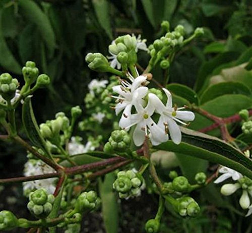 Sieben Söhne des Himmels Strauch 60-80cm - Heptacodium miconioides - lebende Gartenpflanze aus den Baumschulen