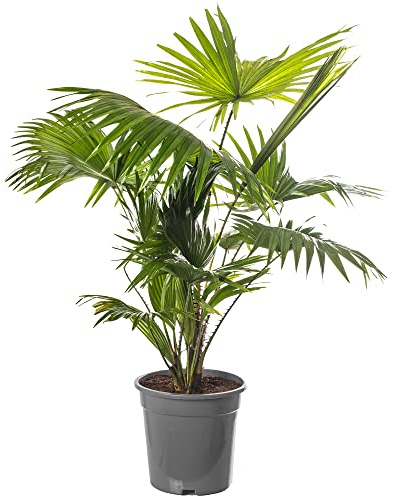 Plante d'intérieur tropicale, le palmier Livistona est grand et réellement persistant.