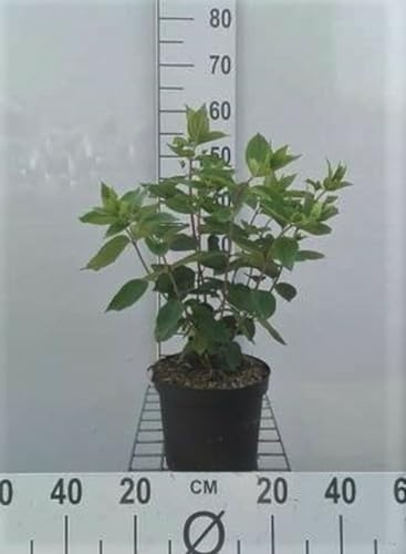 Hydrangea pan. 'Grandiflora' - Hydrangea Paniculata 40-50 cm en pot