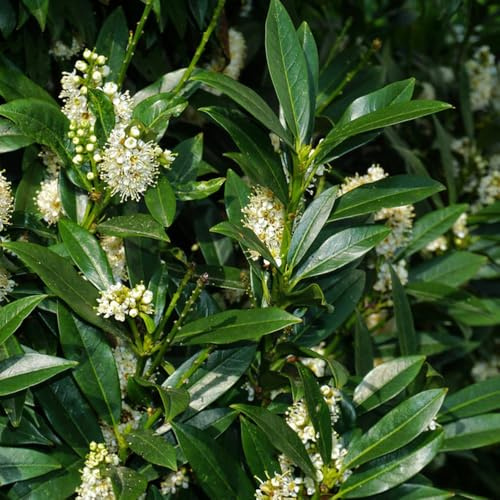 semi di alloro ciliegio - letto rialzato giardino vecchie varietà perenni resistenti serre balcone tappezzanti 30pcs