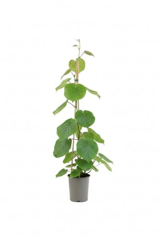 Actinidia arguta 'Issai' 60–100 cm – Winterhart, Mehrjährig, Pflegeleicht – Kiwibeere – Kletterpflanze für Pergola & Rankhilfe