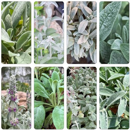 Wollziest hochbeete für garten deko büro topfpflanzen draußen winterhart kräutergarten küche zimmerbonsai bonsai küchenkräuter bonsai topf pflanzensamen pflanzenkübel hochbeet balkon 120samen