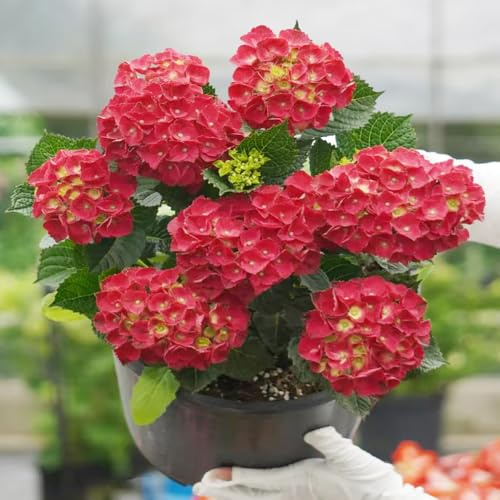 ortensie di primavera giardino balcone di semi ortensia selvatici, autunno semi perenni decorazione 50pcs