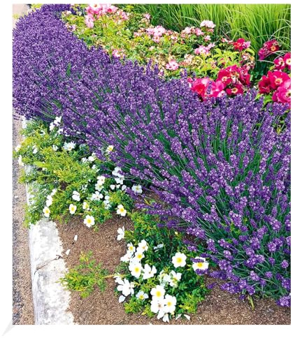 BALDUR Garten 3x Winterharter Lavendel Blue Jeans, Pflanzen im 9x9 cm-Topf | duftend, Gartenstaude, Lavandula, Blüten essbar, winterharte Staude, trockenresistent, mehrjährig