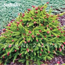 50 Semillas Abeto Nordmann Coreano (Árbol de Navidad, Coníferas) - Abies Tree House Garden Bonsai plantando semillas frescas en el aire, 12