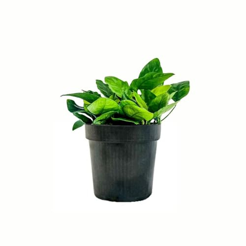 AquaOne Aquarium Pflanzen I Mutterpflanze Anubias barteri nana XL I Aquarienpflanze Vordergrund Rosette