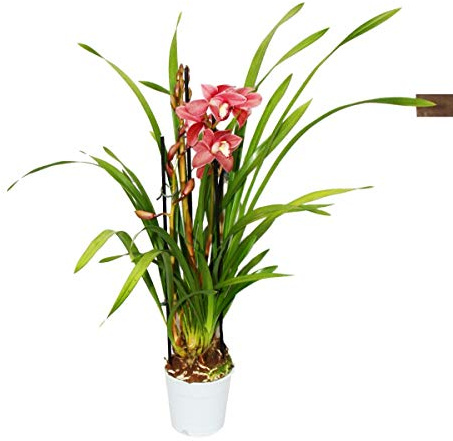 Cymbidium-orkidé – kahnorkidé – orkidé för svala rum röd