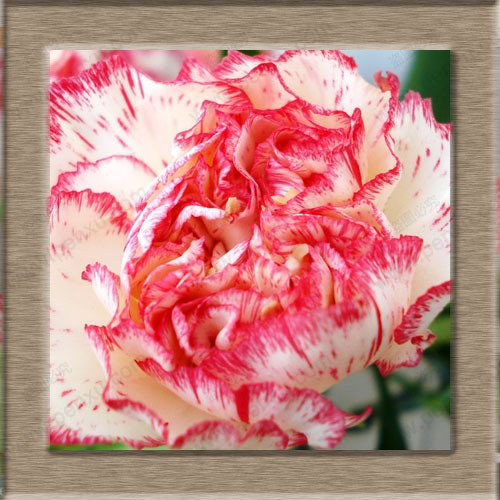 Seeds Seeds of The Carnation semi -Colored Carnations Seed Flowers of Dianthus caryophyllus Flower vase 1 Professional Service Pack pz / 50