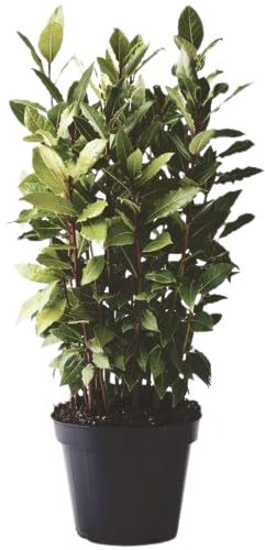 Laurel Árbol XL de Exterior Planta Natural y Aromática