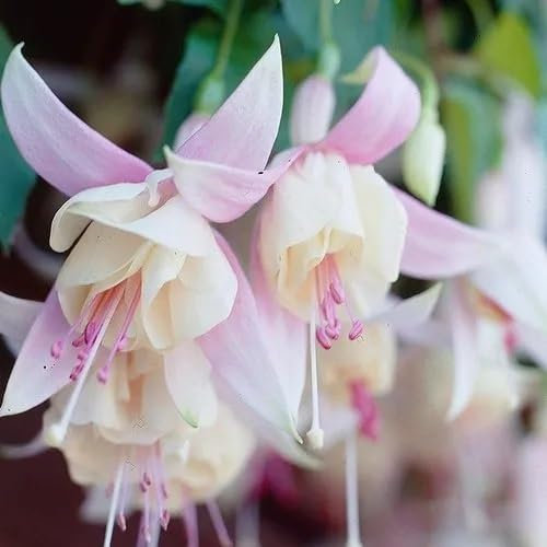 100 graines de fleurs de fuchsia fraîches