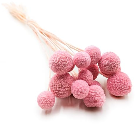 Enchanted Trockenblumen Getrocknete Blüten - Craspedia Extra - Strauß - 15 Stück - Dekogras Ziergras - Rosa