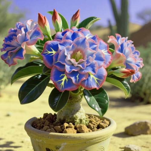 Adenium obesum bulbi,Piante perenni,Rosa del Deserto pianta vera,resistenti al freddo,Adenium obesum pianta,Tagliare,bulbi rosa del deserto(non artificiali)- 2bulbi-B