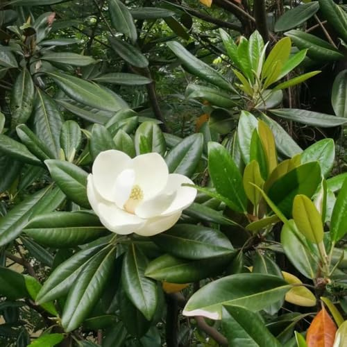 30 piezas semillas de magnolia - Las son resistentes magnolia, semillas de del prado pradera silvestres perennes,