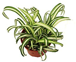California Tropicals Variegated Spider Plant - Real Live Tropical Houseplant, Perfect for Indoor/Outdoor Home and Office Decoration, Easy Care, Perfect for Pots, Baskets or Patio - 4 Inch