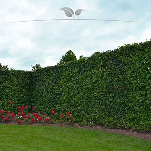 Gardline - Hainbuche Carpinus betulus 60-80 cm. 25-1000 Heckenpflanzen. Hainbuche Hecke - 25 St. (ca. 4,5 Meter)
