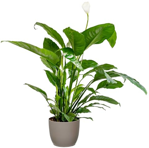 Bonplants Spathiphyllum Bianco, Giglio della Pace, Pianta Vera in Vaso 17 cm (Vaso Tortora)