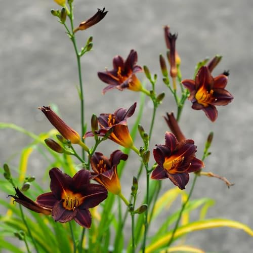 Taglilien, Hemerocallis fulva, wohnzimmer deko wildblumensamen stauden winterhart mehrjährig blumensamen bienenfreundlich gartendeko für draußen exotische balkonpflanzen 150Samen