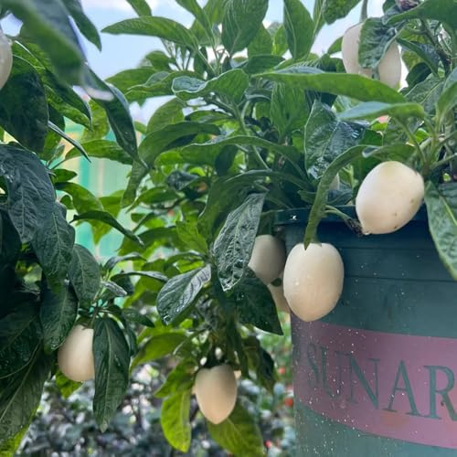 semillas de melón pera, enanos resistentes variedades antiguas semillas de invernaderos de balcón huerta 50pcs