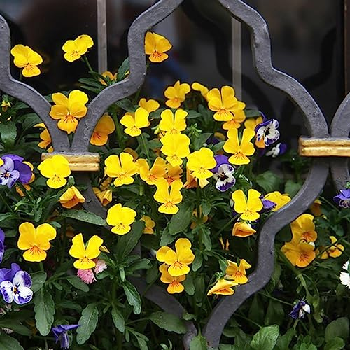 stiefmütterchen exotische zimmerpflanzen sommerblumen blumenstauden winterhart mehrjährige blumensamen blumenwiese herbstaussaat mehrjährig büropflanzen schmetterlingsflieder 60samen