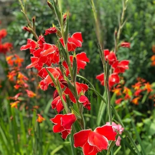 bulbi di gladioli resistenti, balcone esterno 15pcs
