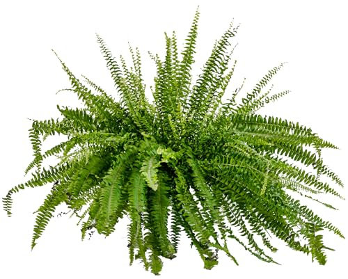 Bonplants Felce di Boston, Pianta Vera, Assorbe Cattivi Odori, Vaso 18, h 40 cm