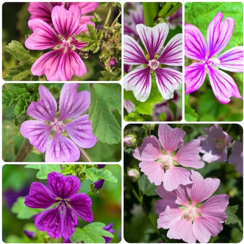 semi di malva selvatica perenni, resistenti, giardino, balcone esotiche, 350pcs
